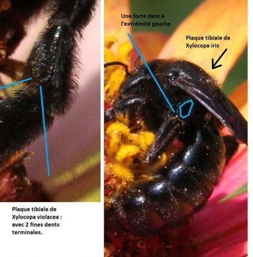 Xylocopa divers